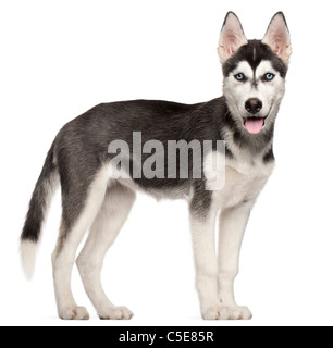 Siberian Husky Welpen, 4 Monate alt, vor weißem Hintergrund Stockfoto