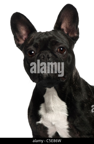 Französische Bulldogge, 2 und ein halbes Jahr alt, vor weißem Hintergrund Stockfoto