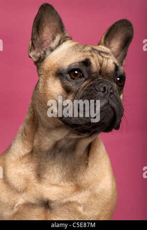 Französische Bulldogge, 11 Monate alt, vor rosa Hintergrund Stockfoto