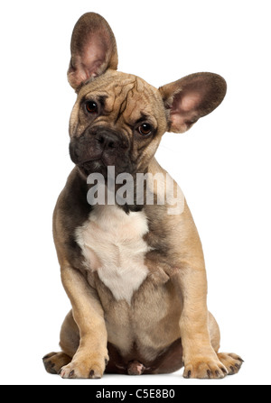 Französische Bulldogge Welpen, 5 Monate alt, sitzt vor weißem Hintergrund Stockfoto