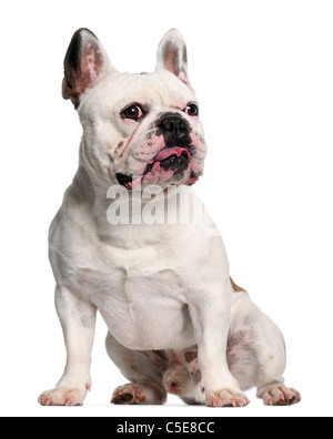 Französische Bulldogge, 3 Jahre alt, sitzt vor weißem Hintergrund Stockfoto