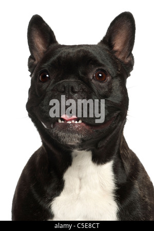 Französische Bulldogge, 16 Jahre alt, vor weißem Hintergrund Stockfoto