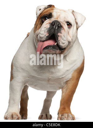 Englische Bulldogge, 5 Jahre alt, steht man vor weißem Hintergrund Stockfoto