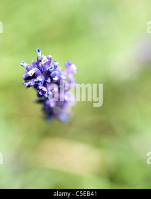 Nahaufnahme von Lavendel Pflanze Stockfoto