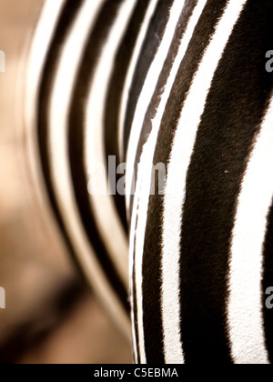 Zebrafell Stockfoto