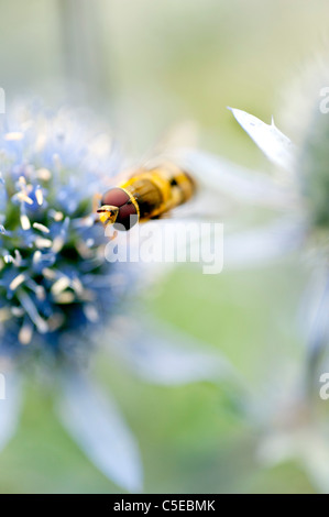 Biene auf Meer Holly Stockfoto