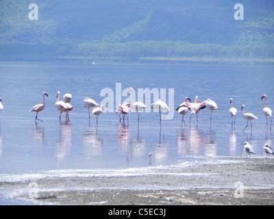 Flamingos in Lake Nakuru, Kenia Stockfoto