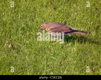 Singdrossel in Hertfordshire Garten, sammeln von Würmern für jung Stockfoto