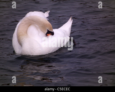 Hafen von St. Abbs, Berwickshire. Schottland. Swan preens selbst im Hafen. Stockfoto