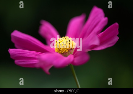 Eine einzige lebendige rosa Cosmos Sonate Blume Stockfoto