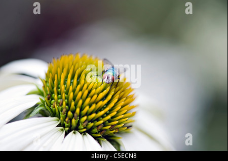 Echinacea Purpurea 'White Swan' - weißer Sonnenhut mit Fliege Stockfoto