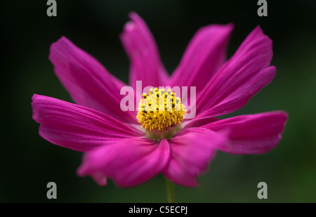 Eine einzige lebendige rosa Cosmos Sonate Blume Stockfoto