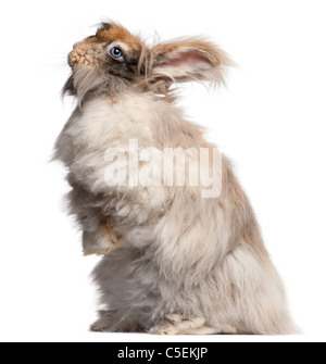 Englische Angora Kaninchen vor weißem Hintergrund Stockfoto