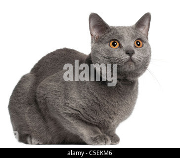 Chartreux Katze, 10 Monate alt, vor weißem Hintergrund Stockfoto