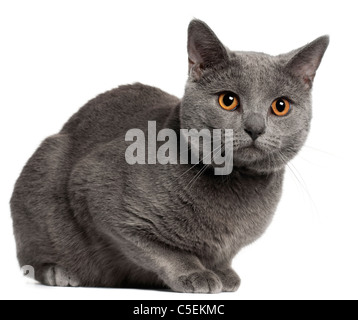 Chartreux Katze, 10 Monate alt, vor weißem Hintergrund Stockfoto