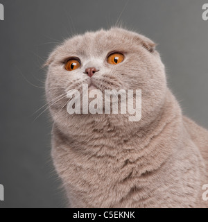 Nahaufnahme der Scottish Fold Katze, 9 und einen halben Monat alt, vor grauem Hintergrund Stockfoto