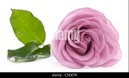 Rosa Aqua stieg vor weißem Hintergrund Stockfoto