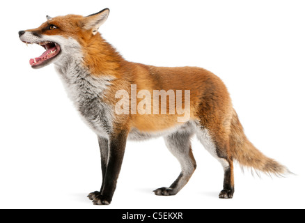 Rotfuchs Vulpes Vulpes, 4 Jahre alt, vor weißem Hintergrund Stockfoto