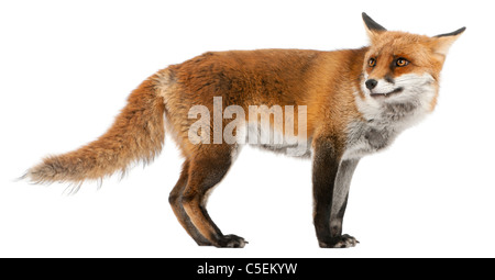 Rotfuchs Vulpes Vulpes, 4 Jahre alt, vor weißem Hintergrund Stockfoto