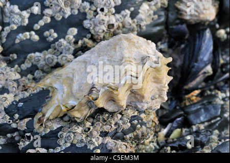 Austern (Ostreidae), Seepocken und Muscheln wächst auf Felsen am Strand bei Ebbe ausgesetzt Stockfoto