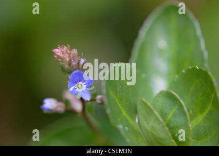 Bachbungenehrenpreis; Veronica Beccabunga; Cornwall Stockfoto