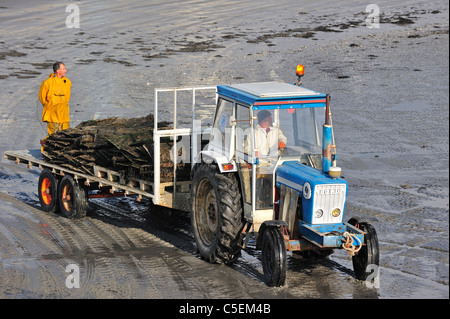 Traktor am Strand wieder mit kultivierten Austern aus Austernbank / park an Saint-Vaast-la-Hougue, Normandie, Frankreich Stockfoto