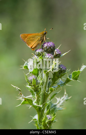 Kleine Skipper (Thymelicus Sylvestris) thront auf einer Distel Stockfoto