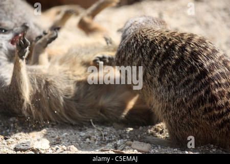 Verspielte Erdmännchen am Longleat Safari und Abenteuer park Stockfoto