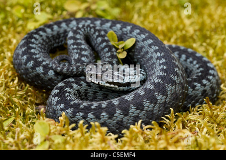 Gemeinsamen europäischen Addierer / Viper (Vipera Berus) zusammengerollt in markante Pose, graue Farbe Phase, Schweden Stockfoto