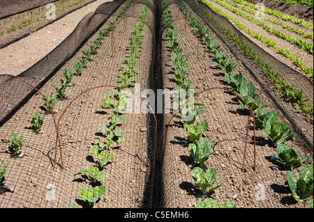 Reihen von Kohl, Brassica Oleracea Capitata - einschließlich "Primo" und "Greyhound" bei The Lost Gardens of Heligan in Cornwall Stockfoto