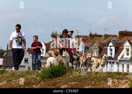 Familie gehen Hunde Strasse in Wohnsiedlung, St Leonards on Sea, East Sussex, England Stockfoto