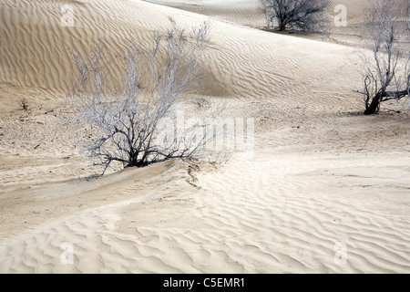 Kysylkum Wüste (Region Buchara), Usbekistan Stockfoto