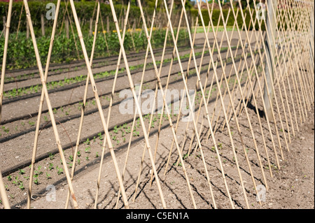 Der Gemüsegarten im April an die verlorenen Gärten von Heligan, Cornwall, England, Vereinigtes Königreich Stockfoto