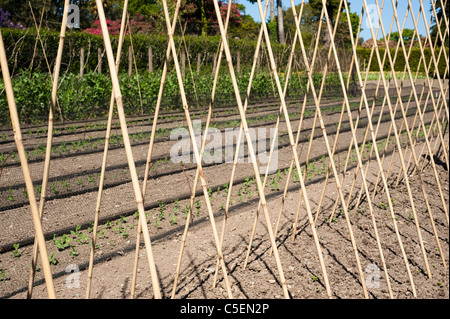 Der Gemüsegarten im April an die verlorenen Gärten von Heligan, Cornwall, England, Vereinigtes Königreich Stockfoto