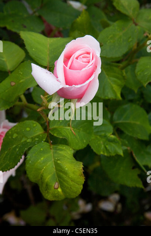 Eine rosa Rose nach einem Regen in einem Garten Stockfoto