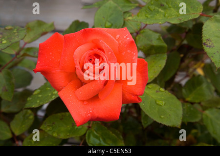 Eine leuchtende rote rose im Garten nach einem Regen Sturm Stockfoto
