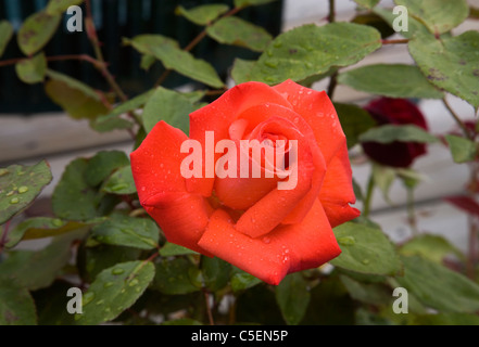 Eine leuchtende rote rose im Garten nach einem Regen Sturm Stockfoto