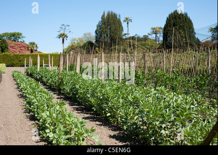 Saubohne "Bunyard Ausstellung", 'Aquadulce Claudia', "Meisterwerk grün lange Pod" und Garten Erbsen Pisum sativum Stockfoto