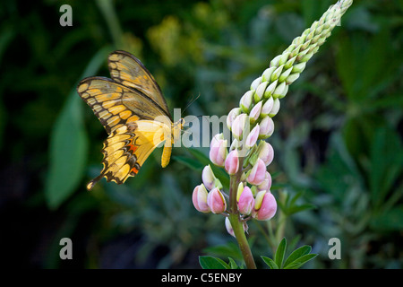 Detail eines riesigen Schwalbenschwanz Schmetterling, Papilio cresphontes, suchen sich ein Barsch- und Futtermittel. Stockfoto