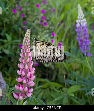 Weißen Baum Nymphe Schmetterling, Idee Leuconoe, Regenwälder und tropischem Klima gemeinsam Stockfoto