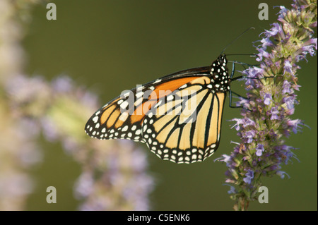 Monarchfalter Danaus plexippus Stockfoto