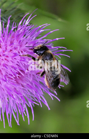 Patchwork Leafcutter Biene, Megachile Centuncularis, Megachilidae, Apoidea, Taillenwespen, Hymenoptera. Stockfoto