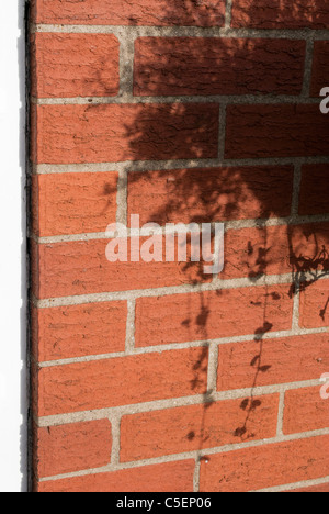 Schatten der hängenden Korb gegen Mauer Stockfoto