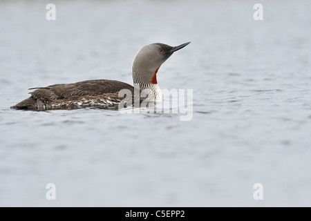 Sterntaucher, Gavia Stellata, Fetlar, Shetland-Inseln, Schottland Stockfoto