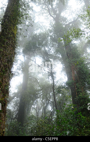 Totara Regen Waldbäume und Nebel in grünen Whataroa Westküste Südinsel Neuseeland Stockfoto