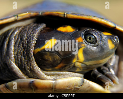 Gelb gefleckten Amazon River Schildkröte (Podocnemis Unifilis) Stockfoto