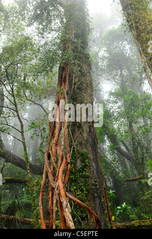 Regenwald Totara Baum und Rata Reben in grünen Whataroa Westküste Südinsel Neuseeland Stockfoto