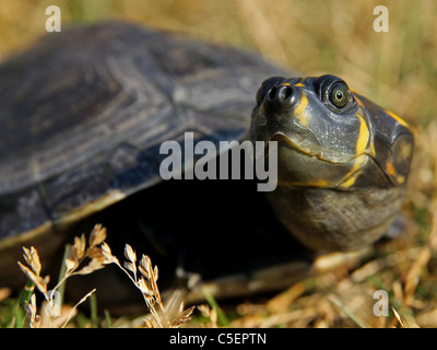 Gelb gefleckten Amazon River Schildkröte (Podocnemis Unifilis) Stockfoto