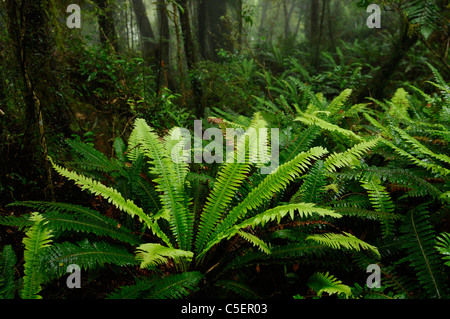 Regenwald-Farne und Bäume in grünen Whataroa Westküste Südinsel Neuseeland Stockfoto