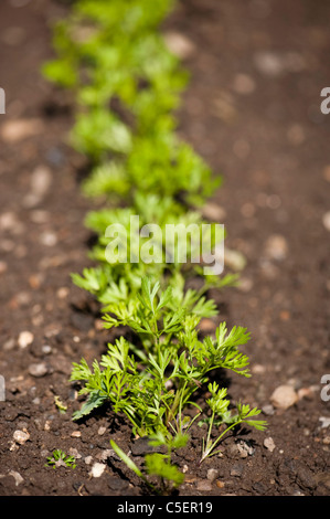 Karotte, Daucus Carota var. Sativus 'Rainbow gemischt', Sämlinge Stockfoto